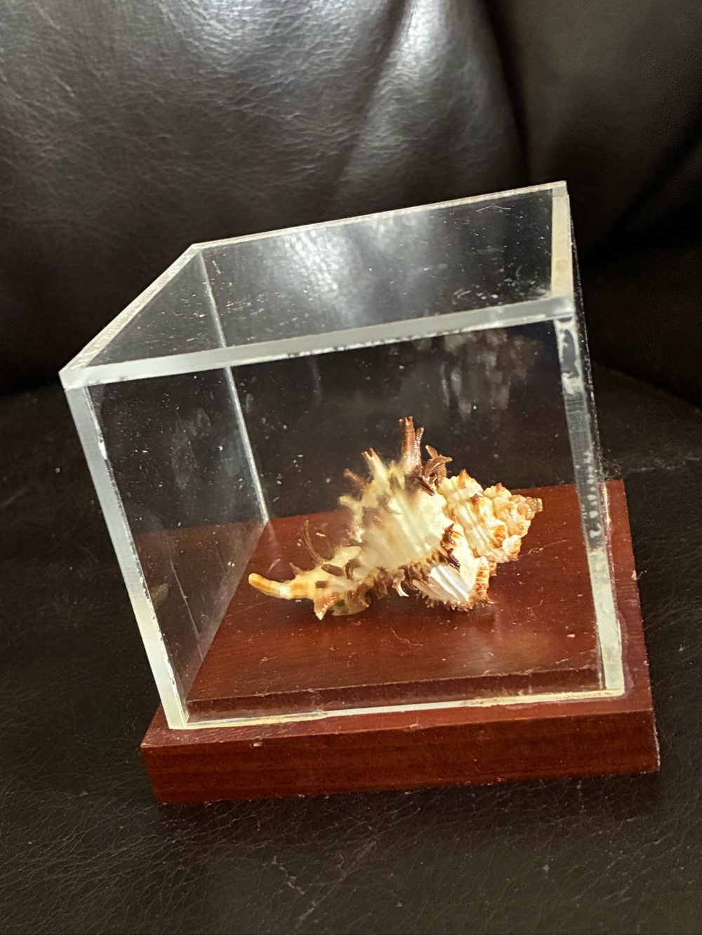 Beautiful Endive Murex in a Clear Acrylic Display Cube with Wooden Base